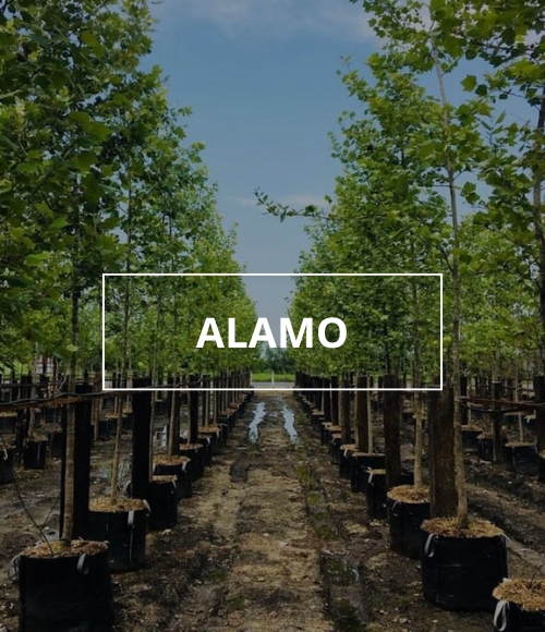 árbol alamo, viveros ponderosa, 2024