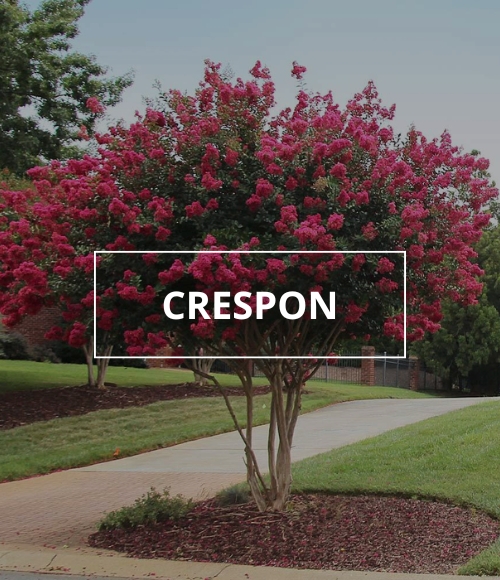 árbol crespon, viveros ponderosa, 2024