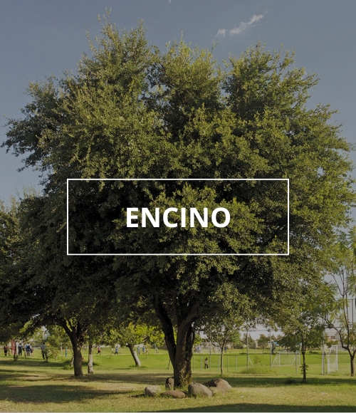 árbol encino, viveros ponderosa, 2024