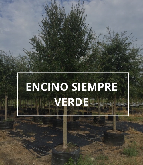 árbol encino, viveros ponderosa, 2024