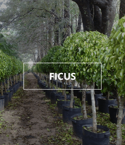árbol ficus, viveros ponderosa, 2024