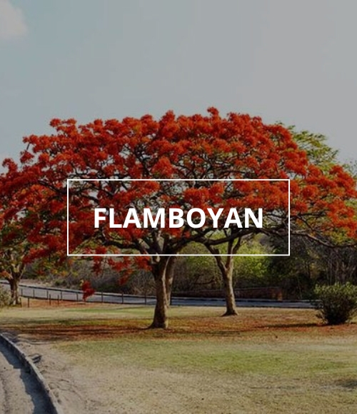 árbol flamboyan, viveros ponderosa, 2024