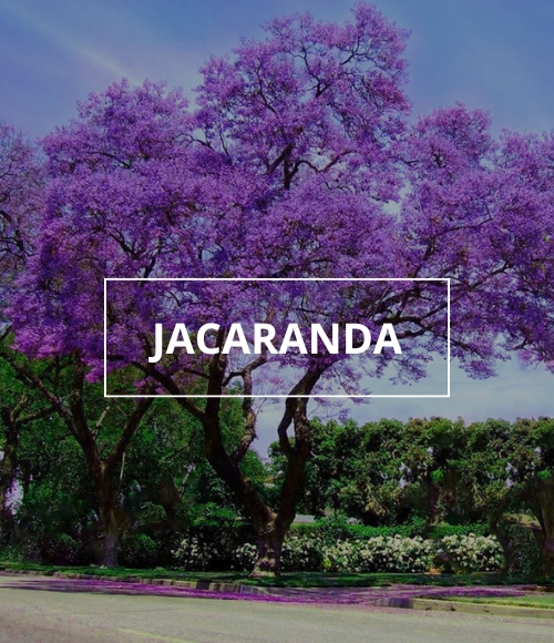 árbol jacaranda, viveros ponderosa, 2024