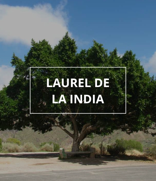 árbol laurel, viveros ponderosa, 2024