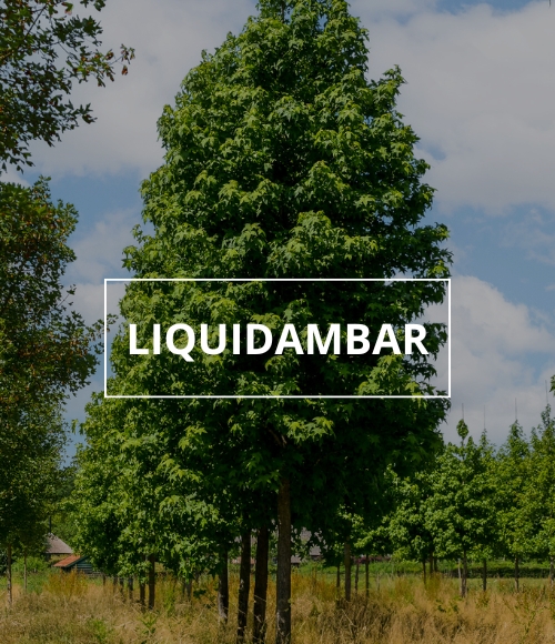árbol liquidambar, viveros ponderosa, 2024
