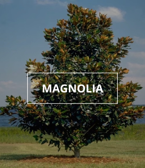 árbol magnolia, viveros ponderosa, 2024