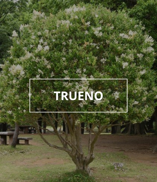 árbol trueno, viveros ponderosa, 2024