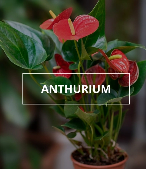Anthurium, planta interior, 2024