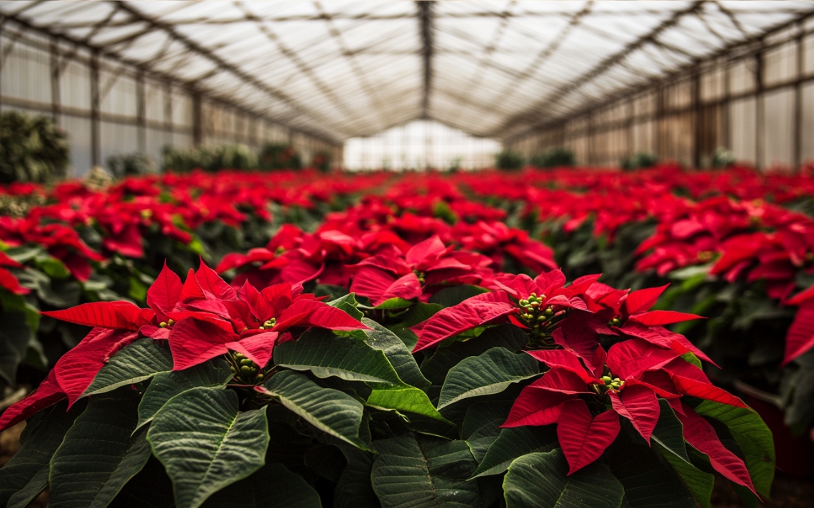 Nochebuena, navidad, 2024